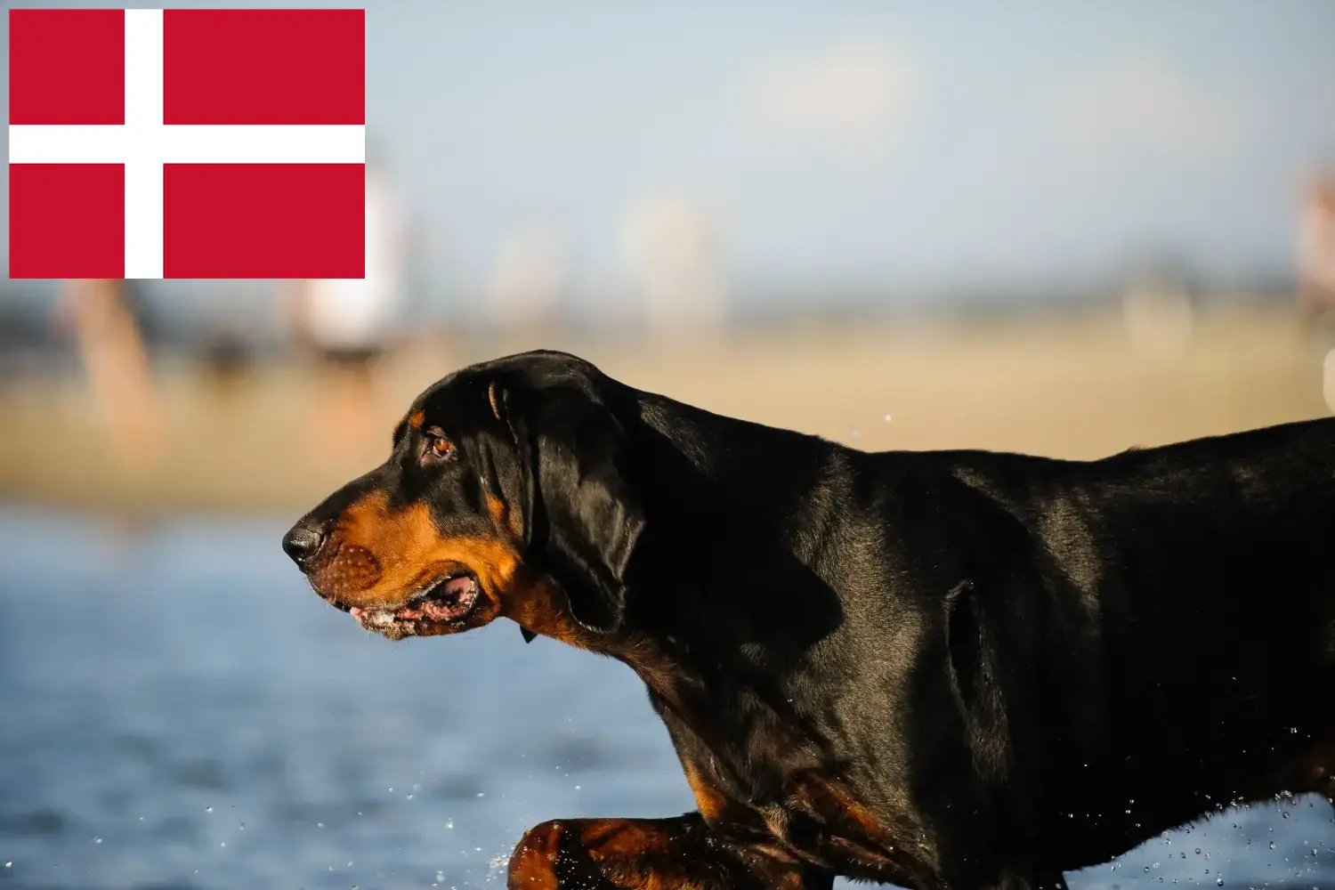 Szczeniaki i hodowcy Coonhound czarny i podpalany Dania Znajdź hodowców czarnych i podpalanych coonhoundów w Dania.