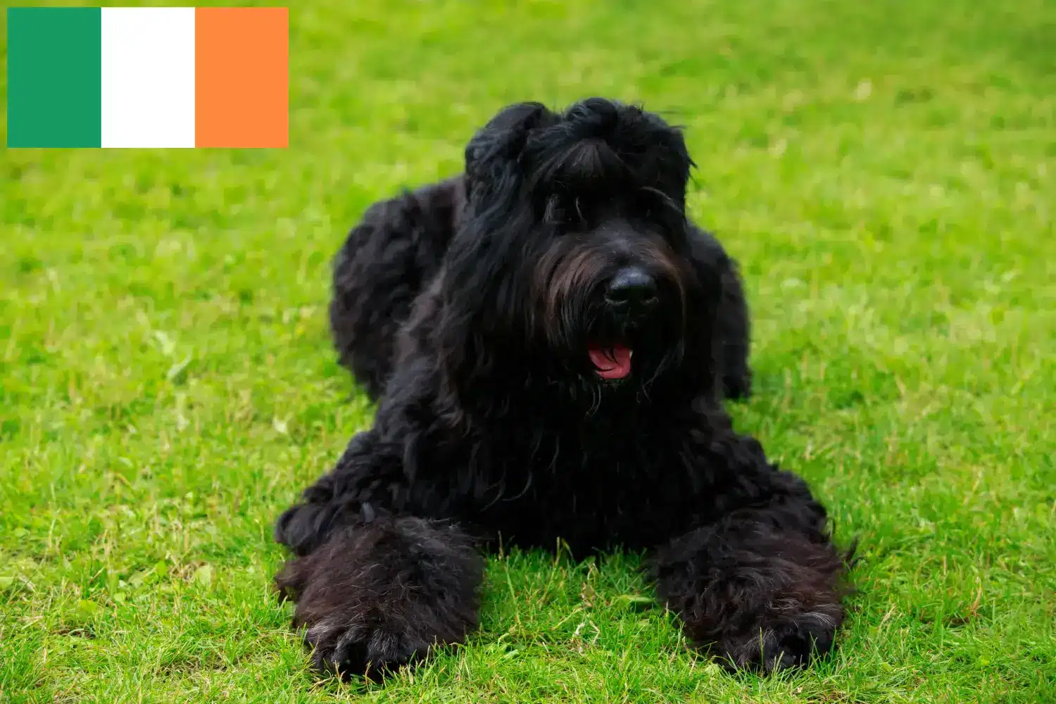 Czarny terier rosyjski szczenięta i hodowcy Irlandia Znajdź tutaj hodowców rasy Czarny terier rosyjski w Irlandia.