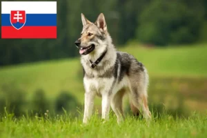 Read more about the article Hodowca wilczaków czechosłowackich i szczenięta na Słowacji
