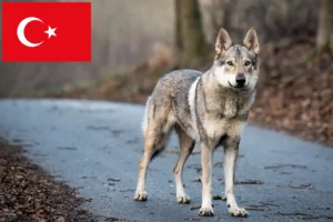 Read more about the article Hodowca wilczaków czechosłowackich i szczenięta w Turcji