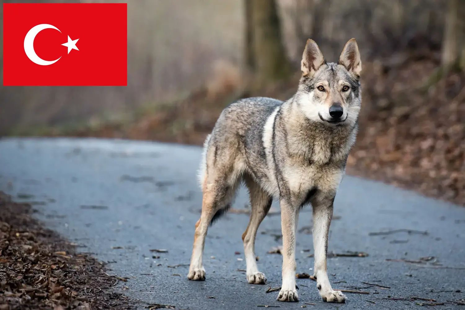 Read more about the article Hodowca wilczaków czechosłowackich i szczenięta w Turcji