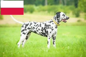 Read more about the article Hodowcy dalmatyńczyków i szczenięta w Polska