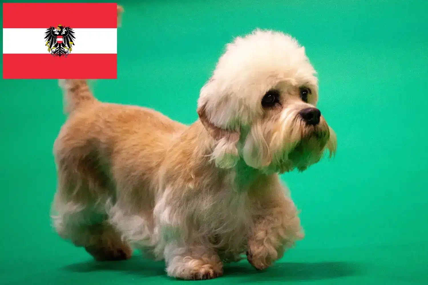 Dandie Dinmont Terrier szczenięta i hodowcy Austria Tutaj znajdziesz hodowców rasy Dandie dinmont terrier w Austria.