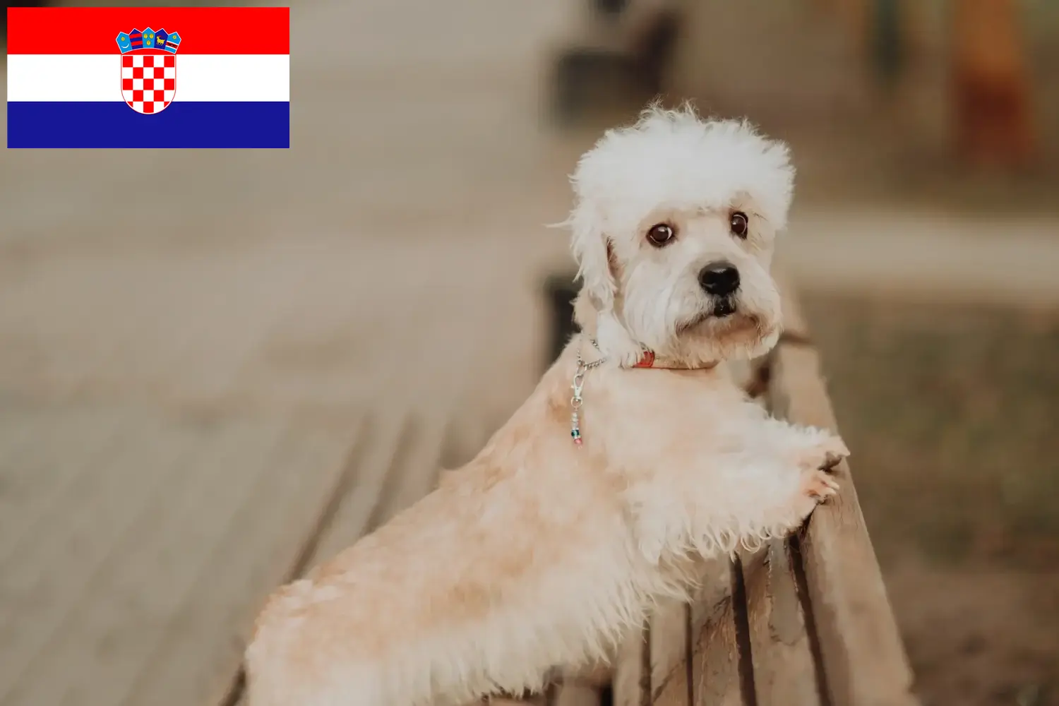 Dandie Dinmont Terrier szczenięta i hodowcy Chorwacja Znajdź tutaj hodowców rasy Dandie dinmont terrier w Chorwacja.