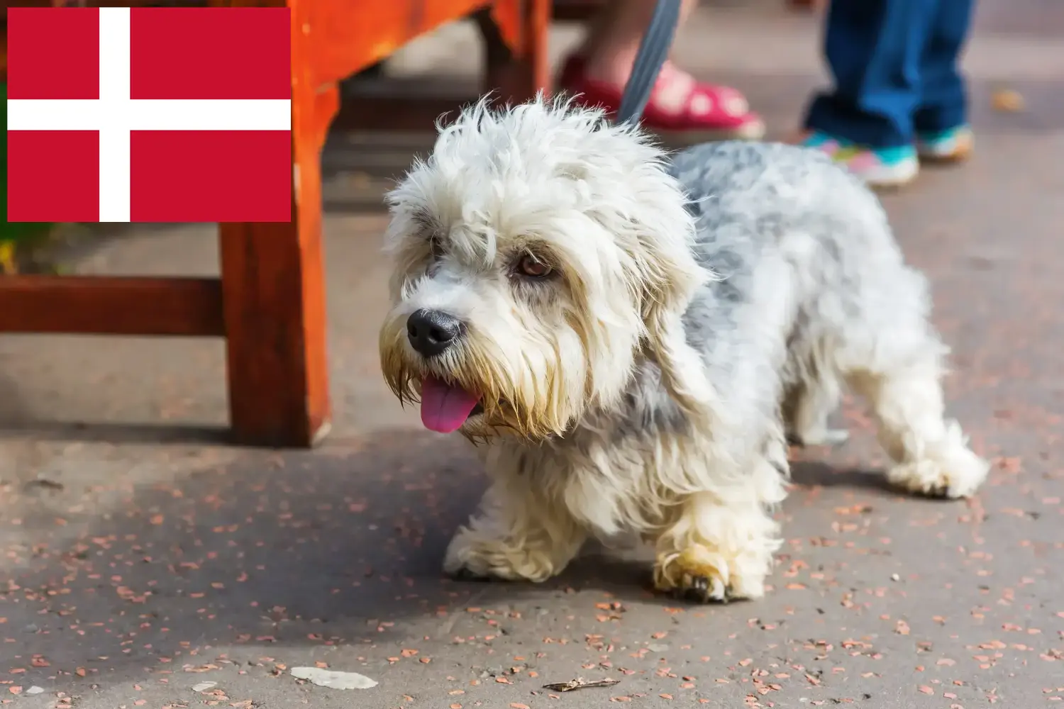 Dandie Dinmont Terrier szczenięta i hodowcy Dania Znajdź tutaj hodowców rasy Dandie dinmont terrier w Dania.