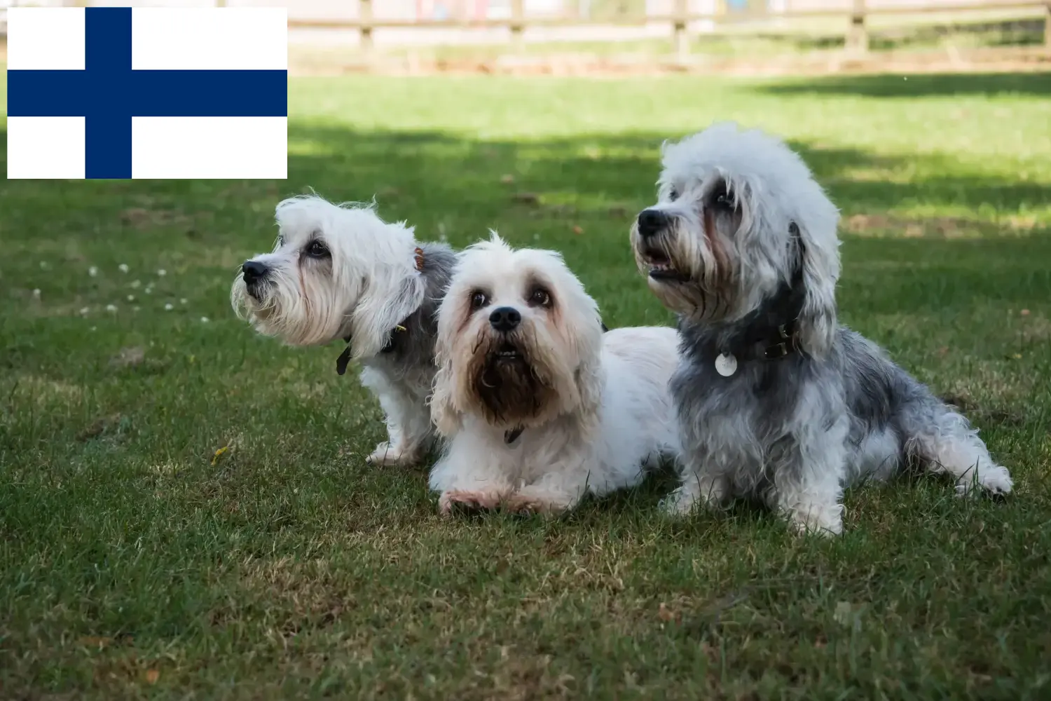 Dandie Dinmont Terrier szczenięta i hodowcy Finlandia Znajdź tutaj hodowców rasy Dandie dinmont terrier w Finlandia.