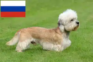 Read more about the article Hodowcy i szczenięta Dandie Dinmont Terrier w Rosja