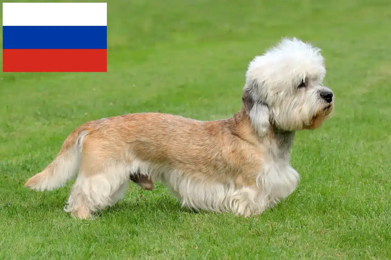 Dandie Dinmont Terrier szczenięta i hodowcy Rosja Znajdź tutaj hodowców rasy Dandie dinmont terrier w Rosja.