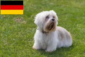 Read more about the article Hodowcy i szczenięta Dandie Dinmont Terrier w Niemcy