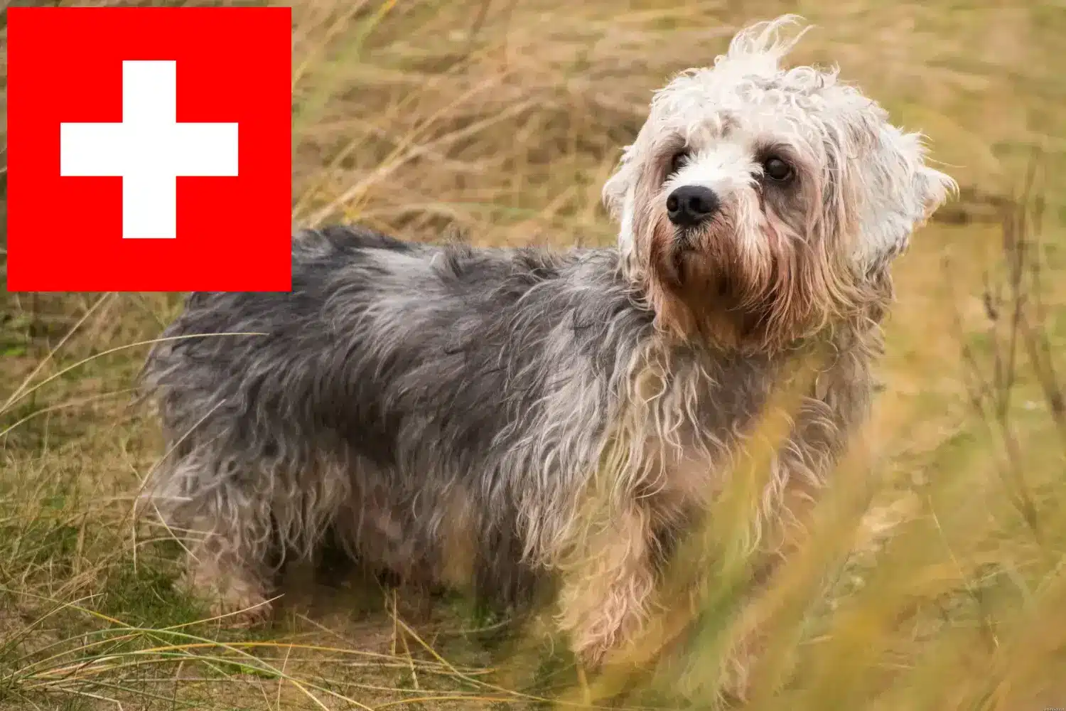 Read more about the article Hodowcy i szczenięta Dandie Dinmont Terrier w Szwajcaria