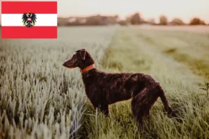 Read more about the article Hodowcy psów gończych i szczenięta w Austria