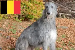 Read more about the article Hodowcy psów gończych i szczenięta w Belgia