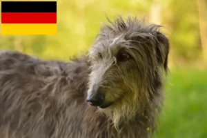 Read more about the article Hodowcy psów gończych i szczenięta w Niemcy
