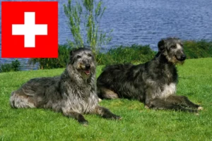 Read more about the article Hodowcy psów gończych i szczenięta w Szwajcaria