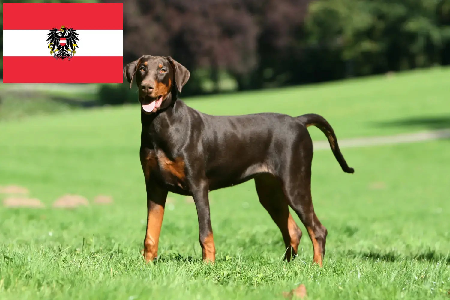 Dobermann szczenięta i hodowcy Austria Tutaj znajdziesz hodowców rasy Dobermann w Austria.