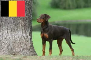 Read more about the article Hodowcy i szczenięta dobermanów w Belgia