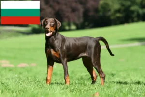 Read more about the article Hodowcy i szczenięta dobermanów w Bułgaria