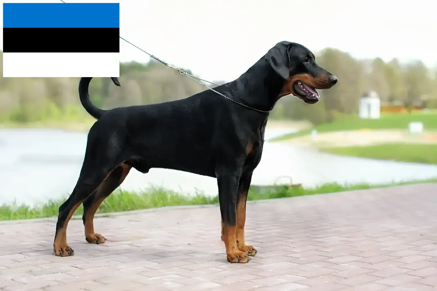 Szczenięta i hodowcy dobermanów Estonia Znajdź hodowców dobermanów w Estonia tutaj.