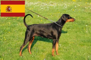 Read more about the article Hodowcy i szczenięta dobermanów w Hiszpania