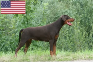 Read more about the article Hodowcy i szczenięta dobermanów w USA