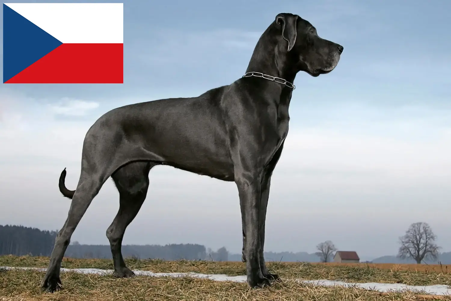 Dog niemiecki szczenięta i hodowca Republika Czeska Tutaj znajdziesz hodowców dogów niemieckich w Czechy.
