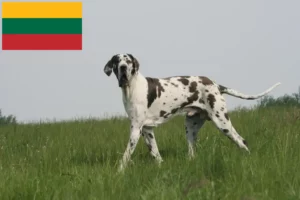 Read more about the article Hodowcy i szczenięta dog niemiecki w Litwa