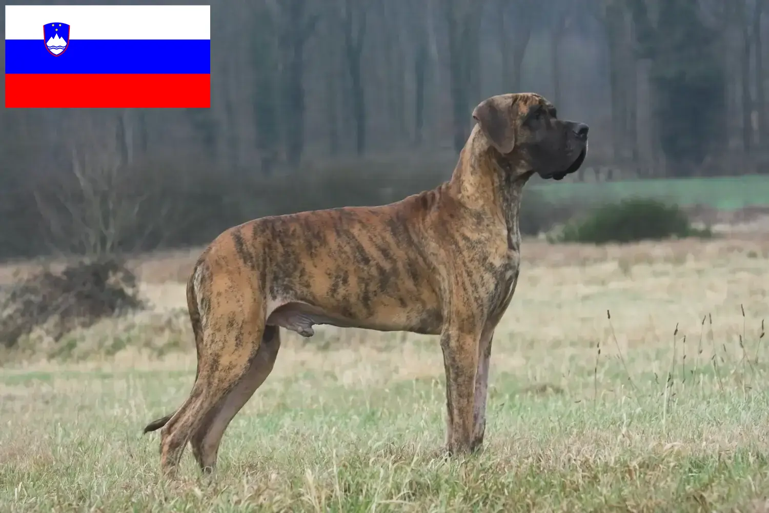 Dog niemiecki szczenięta i hodowcy Słowenia Tutaj znajdziesz hodowców dogów niemieckich w Słowenia.