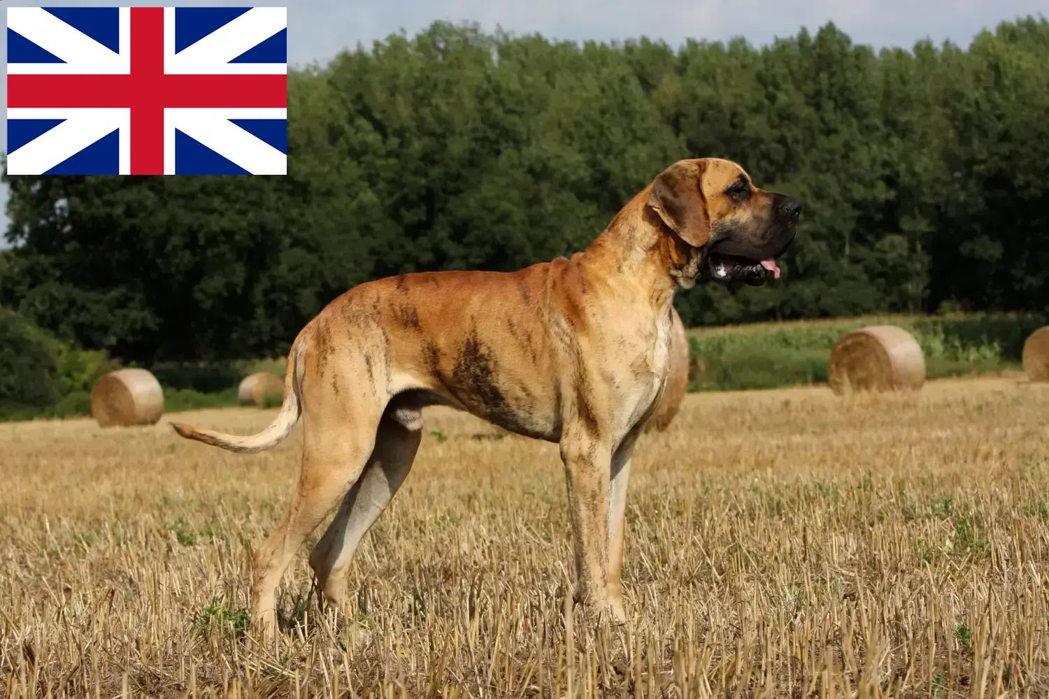 Szczeniaki dog niemiecki i hodowcy Wielka Brytania Tutaj znajdziesz hodowców dogów niemieckich w Wielka Brytania.