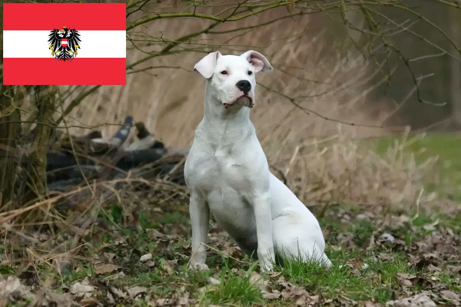 Dogo Argentino szczenięta i hodowcy Austria Tutaj znajdziesz hodowców psów Dogo Argentinos w Austria.