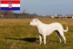 Read more about the article Hodowcy i szczenięta Dogo Argentino w Chorwacja