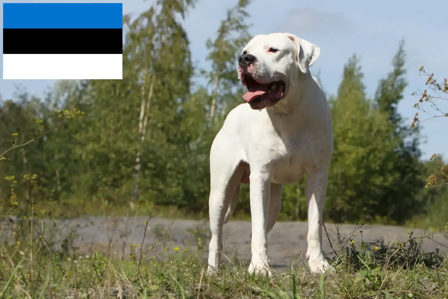 Dogo Argentino szczenięta i hodowcy Estonia Znajdź hodowców Dogo Argentinos w Estonia.