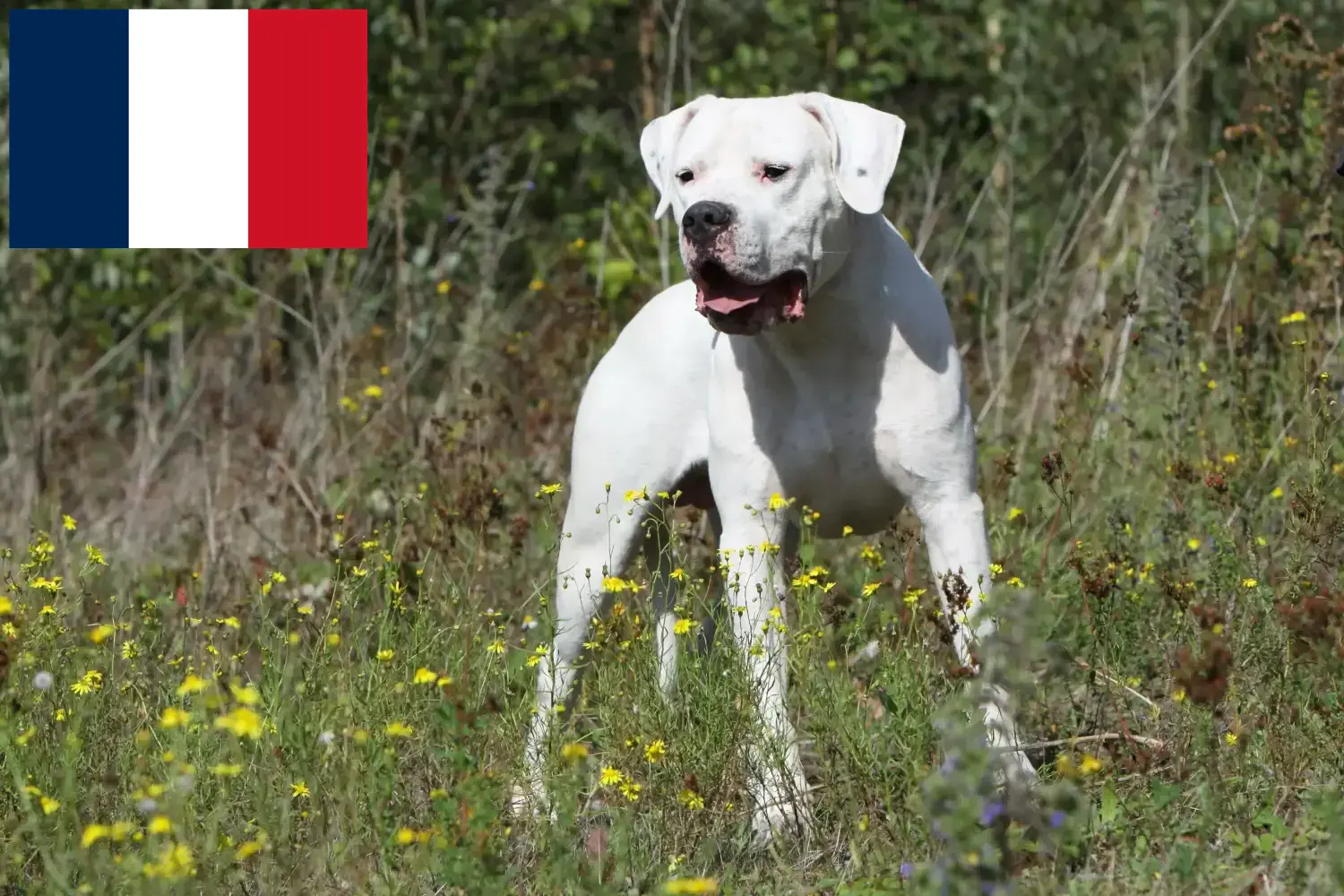 Dogo argentyńskie szczenięta i hodowcy Francja Znajdź hodowców Dogo Argentinos w Francja.