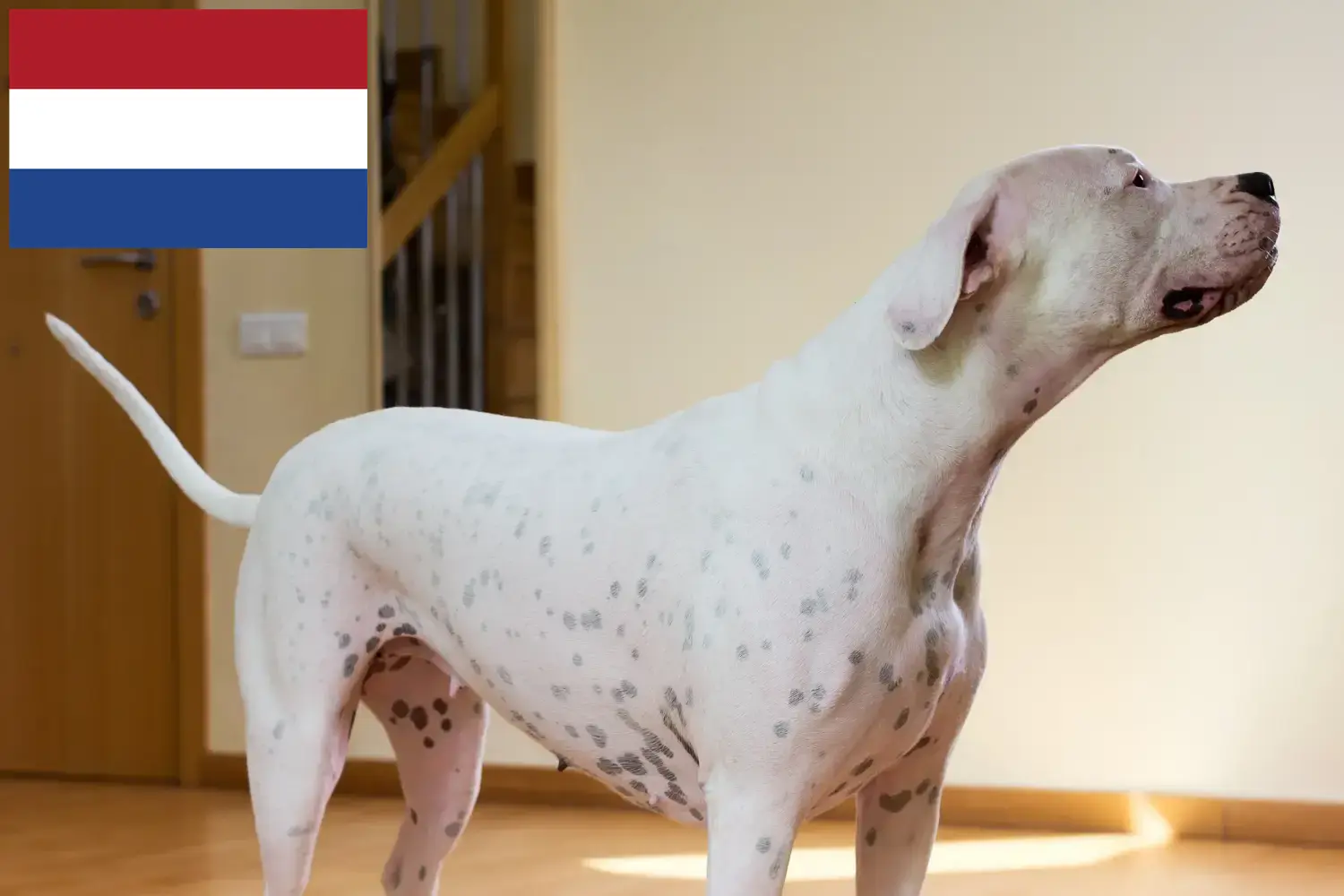 Dogo Argentino szczenięta i hodowcy Holandia Tutaj znajdziesz hodowców rasy Dogo argentyńskie w Holandia.