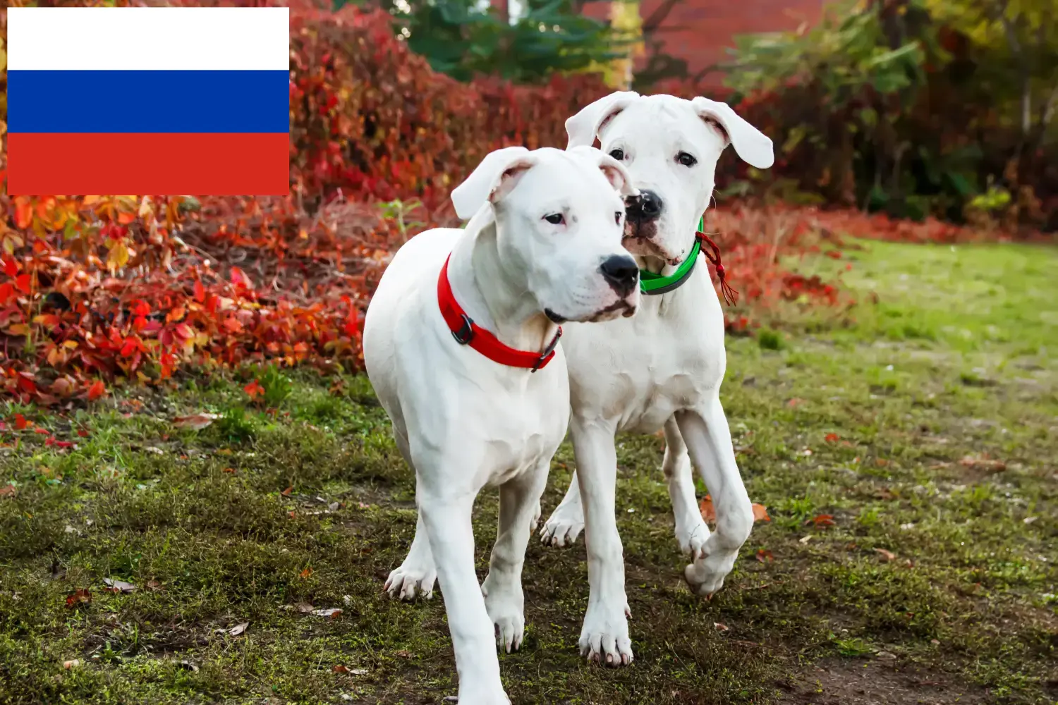 Dogo Argentino szczenięta i hodowcy Rosja Tutaj możesz znaleźć hodowców Dogo Argentinos w Rosja.