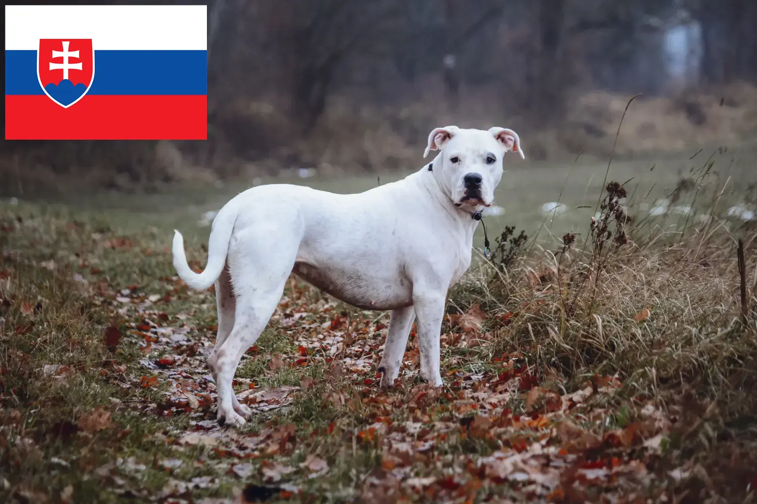 Dogo Argentino szczenięta i hodowcy Słowacja Tutaj możesz znaleźć hodowców Dogo Argentinos w Słowacja.