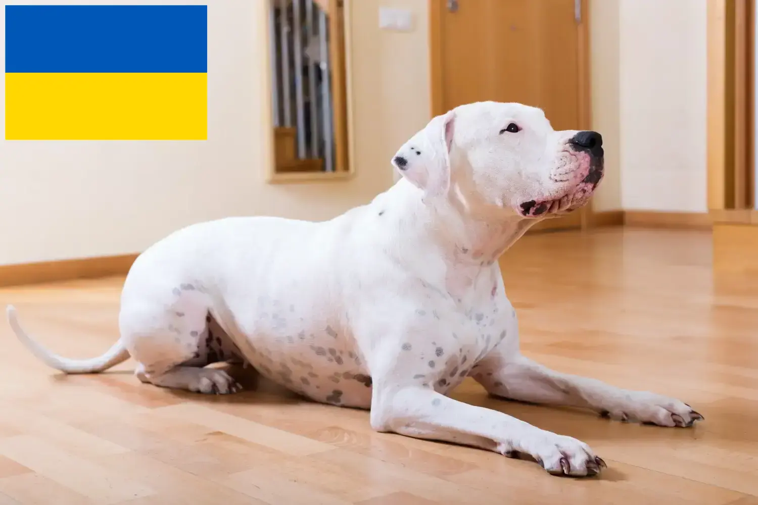 Dogo Argentino szczenięta i hodowcy Ukraina Tutaj możesz znaleźć hodowców Dogo Argentinos w Ukraina.