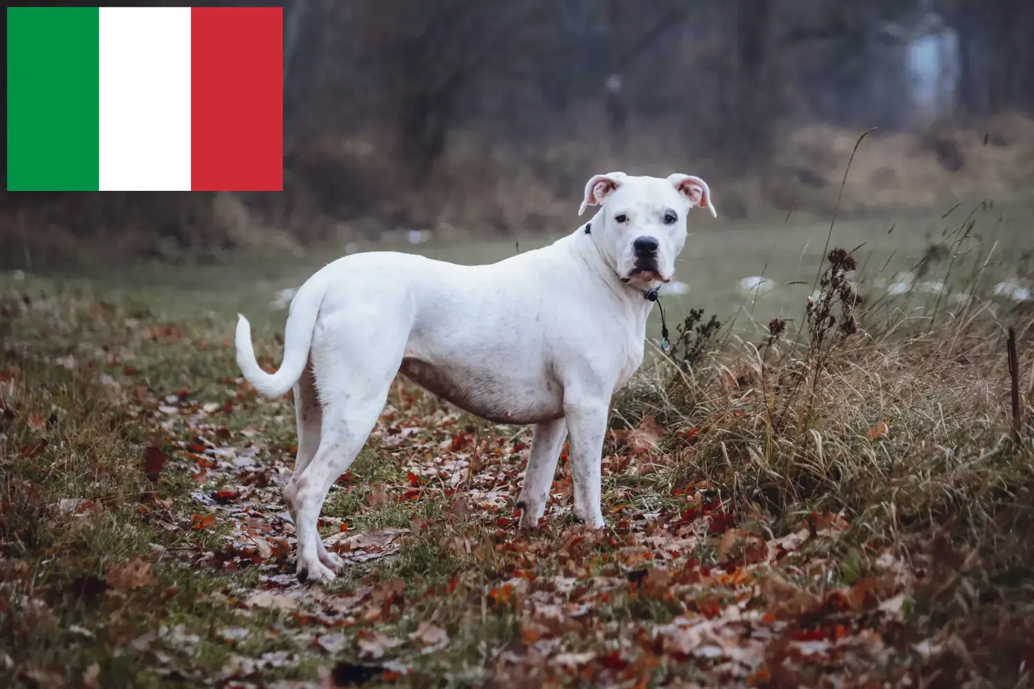 Dogo Argentino szczenięta i hodowcy Włochy Tutaj możesz znaleźć hodowców Dogo Argentinos w Włochy.