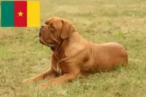 Read more about the article Hodowcy i szczenięta Dogue de Bordeaux w Kamerun