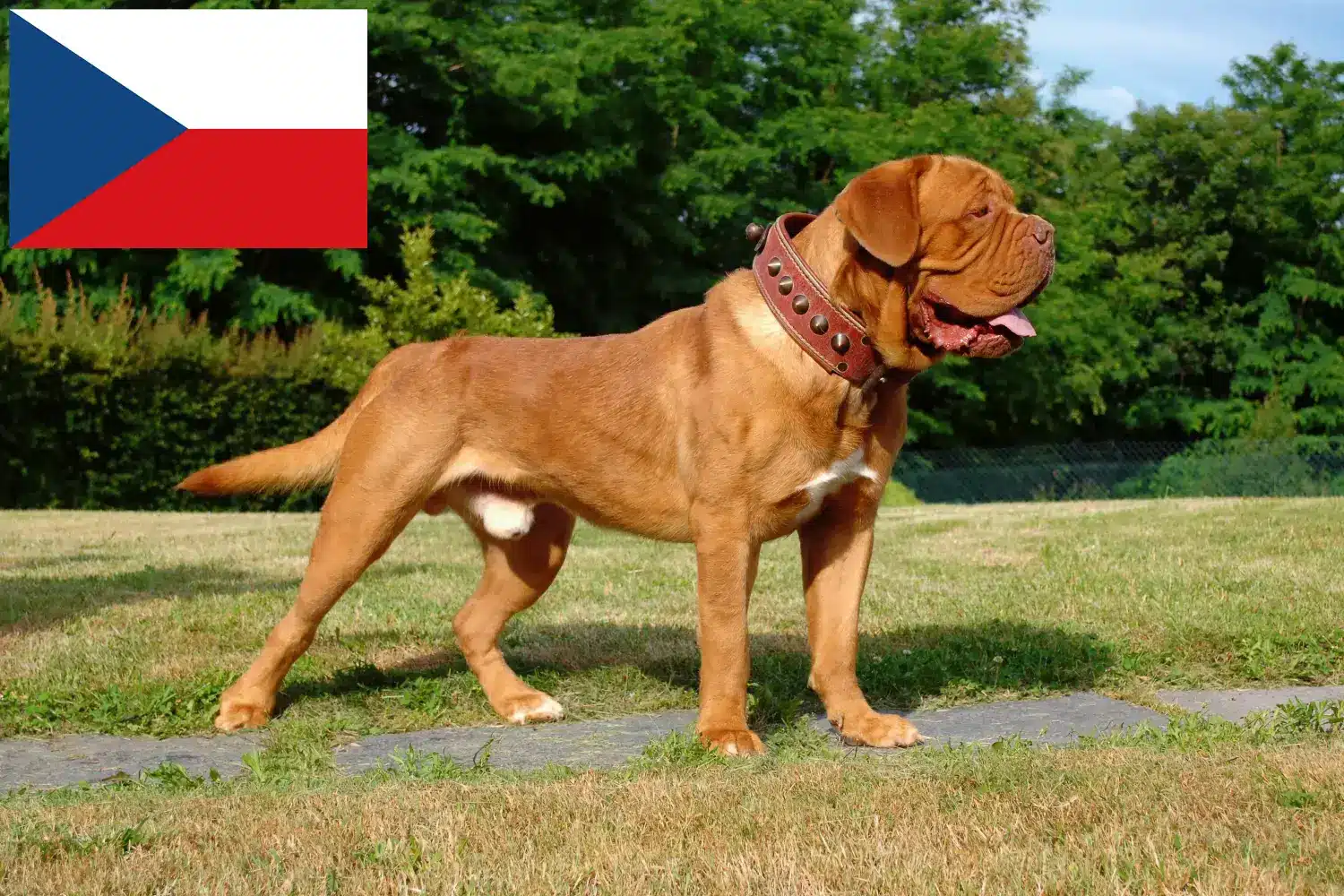 Dogue de Bordeaux szczenięta i hodowcy Republika Czeska Tutaj znajdziesz hodowców Dogue de Bordeaux w Czechy.