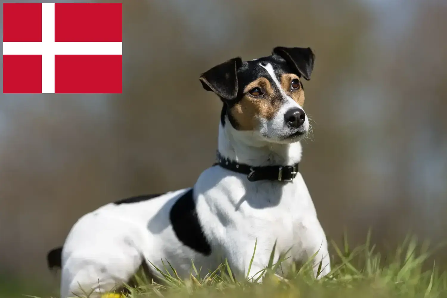Duńsko-szwedzki pies pasterski szczenięta i hodowcy Dania Tutaj znajdziesz hodowców Danish-Swedish Farmdogs w Dania.