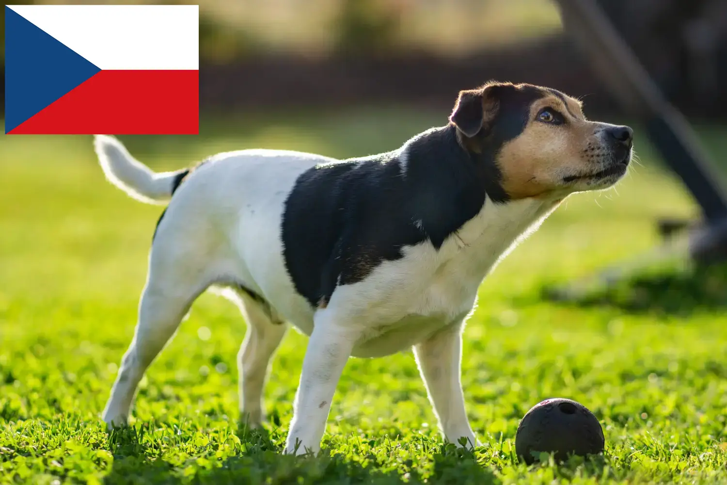 Duńsko-szwedzki pies pasterski szczenięta i hodowcy Czechy Tutaj znajdziesz hodowców Danish-Swedish Farmdogs w Czechy.