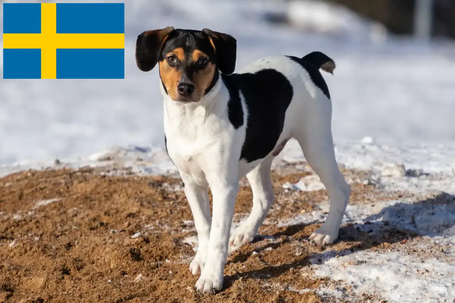 Duńsko-szwedzki pies pasterski szczenięta i hodowcy Szwecja Tutaj znajdziesz hodowców Danish-Swedish Farmdogs w Szwecja.