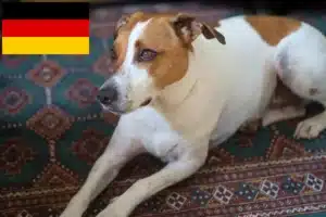 Read more about the article Duńsko-szwedzcy hodowcy psów i szczeniąt w Niemczech