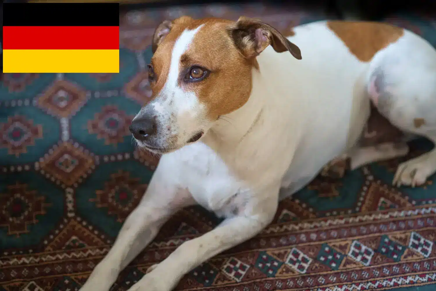 Read more about the article Duńsko-szwedzcy hodowcy psów i szczeniąt w Niemczech
