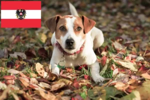 Read more about the article Duńsko-szwedzcy hodowcy psów i szczeniąt w Austria