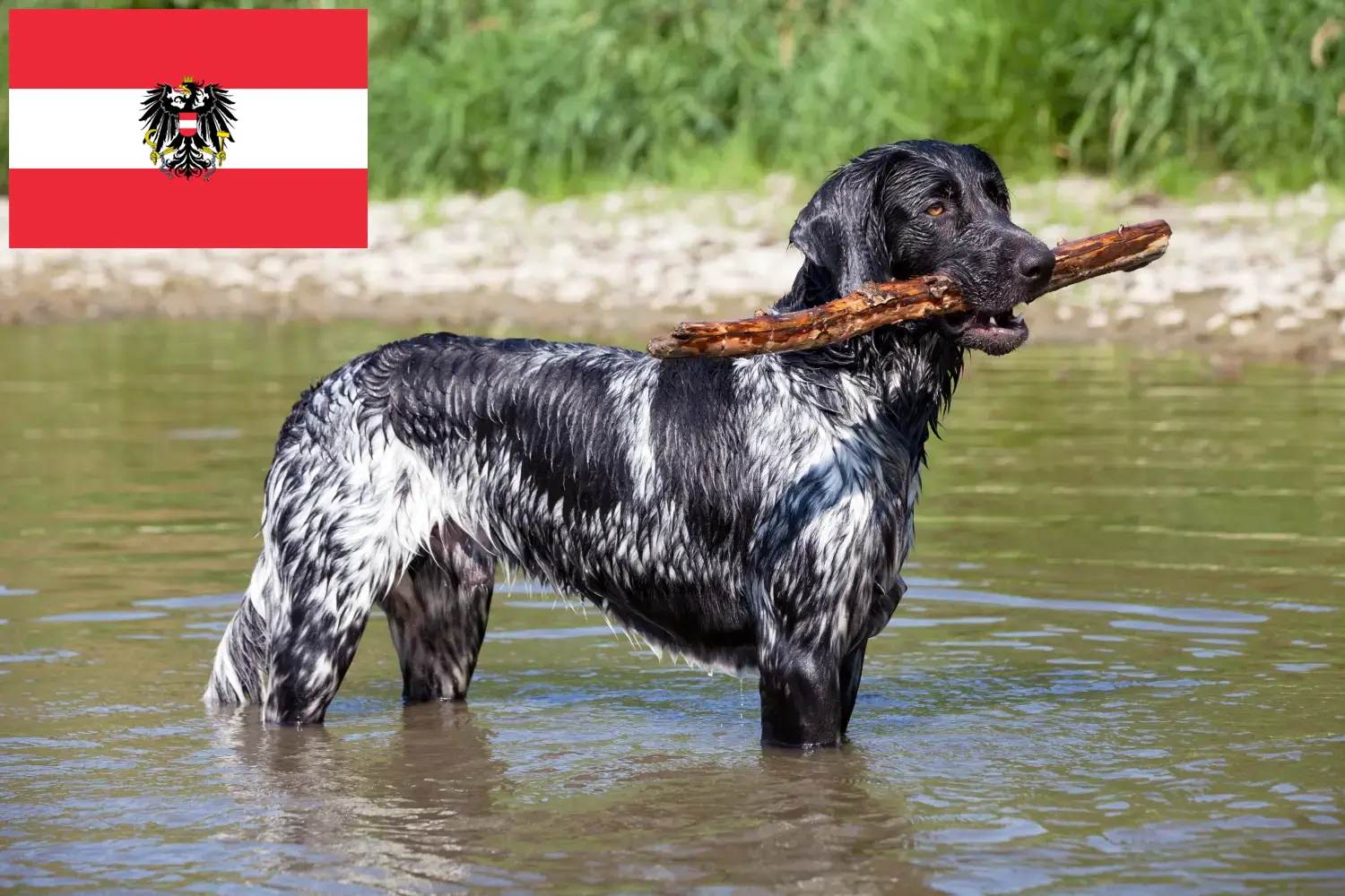 Duży Münsterländer szczenięta i hodowcy Austria Tutaj znajdziesz hodowców rasy Wielki Münsterland w Austria.