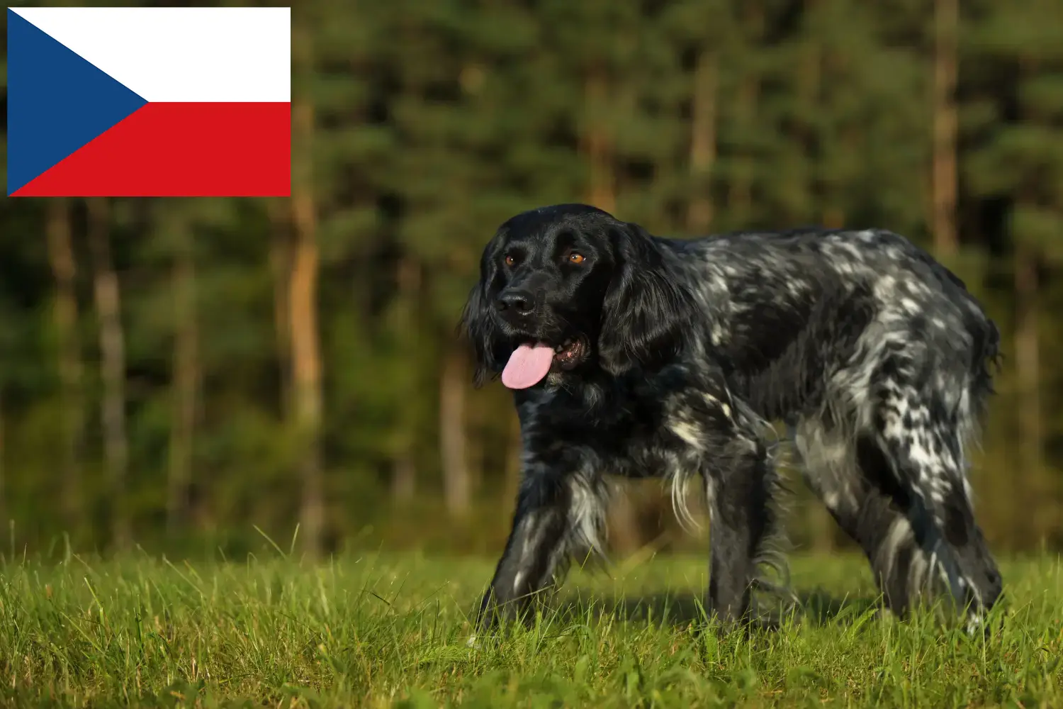 Duży Münsterländer szczenięta i hodowcy Czechy Tutaj można znaleźć hodowców Great Münsterland w Czechy.