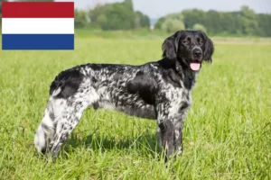 Read more about the article Duży hodowca psów rasy Münsterländer i szczeniąt w Holandia