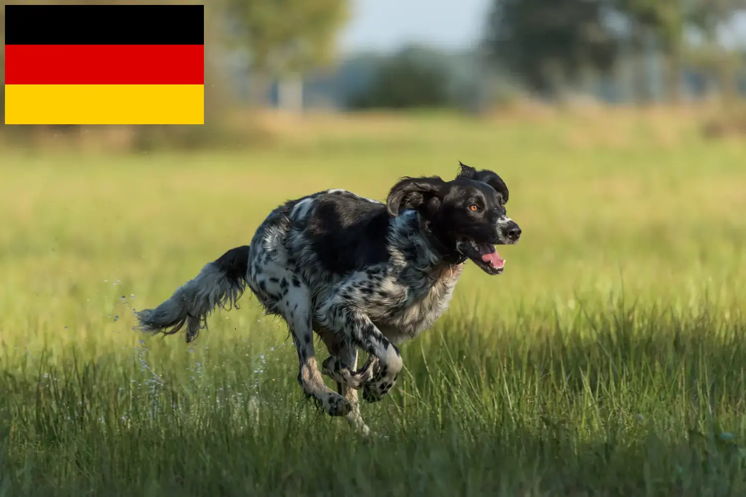 Duży Münsterländer szczenięta i hodowcy Niemcy Tutaj można znaleźć hodowców Great Münsterland w Niemcy.