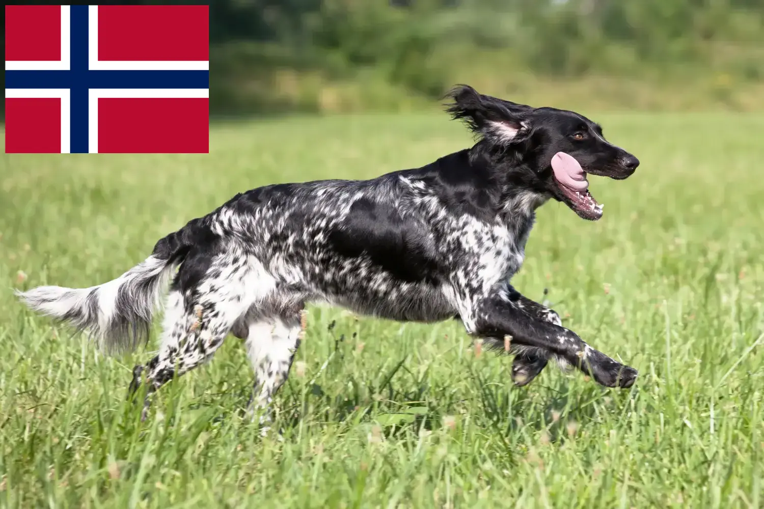 Duże szczenięta i hodowcy Münsterländer Norwegia Tutaj znajdziesz hodowców rasy Wielki Münsterland w Norwegia.